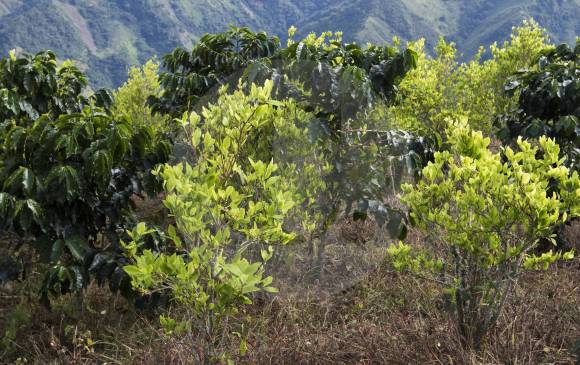 En la vereda Orjeón son comunes los cultivos combinados de café y coca. FOTO donaldo zuluaga