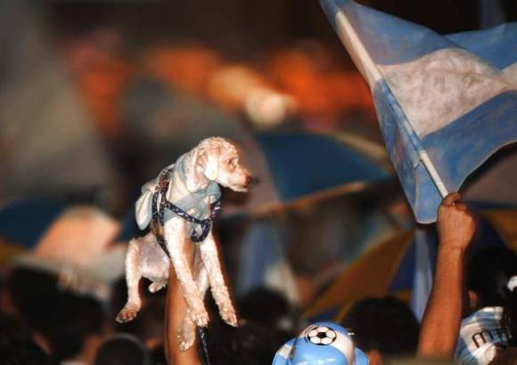 reuters - Este perrito argentino tampoco se quiso perder el masivo recibimiento que los hinchas de ese país le dieron a su seleccionado.