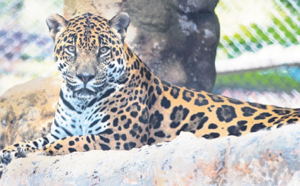 El animal más peligroso del zoológico es el hombre