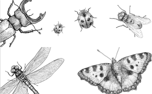 Escarabajo (coleóptero) - Mariquita (coccinélido) - Mosca (díptero) - Libélula (anisóptero) - Mariposa (lepidóptero)