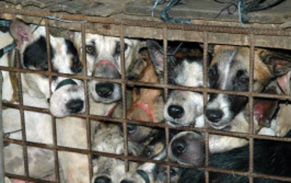 El festival del perro en una provincia de China comenzó en 2010. Los enjaulan y matan a golpes para consumir su carne. Foto Cortesía de Humane Society International.