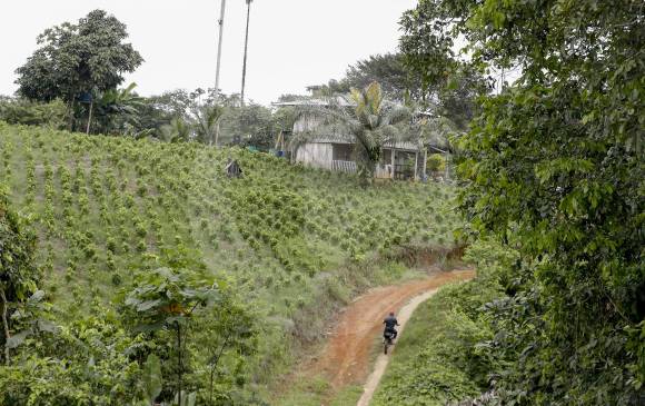 La erradicación de cultivos ilícitos está en el primer plano de la política antidrogas, con erradicación, aspersión y sustitución se busca reducir las 171.000 hectáreas. FOTO Manuel Saldarriaga