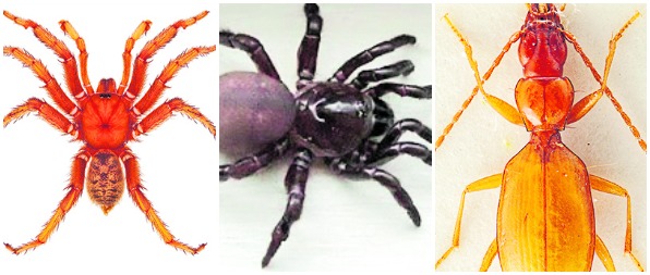 De izquiera a derecha el insecto Anophthalmus hitleri, la araña Stasimopus mandelai y la araña Aptostichus barackobamai. 