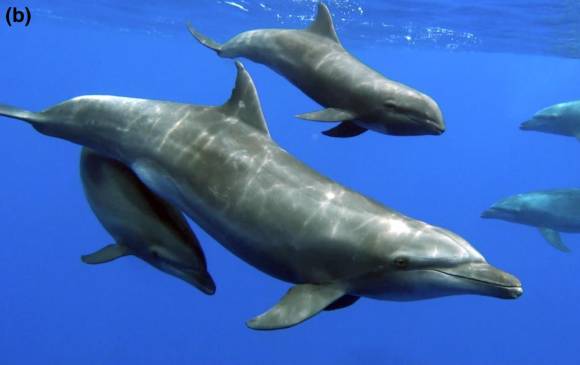 El extraño caso en el que un delfín adoptó a una cría de ballena