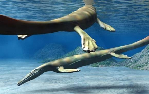 Dibujo de cómo debían lucir los Eonatator (nadador del amanecer). Los sternbergii eran más grandes.’ FOTO N. Tamura