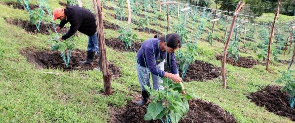 Gobierno subsidiará coberturas cambiarias a exportadores del agro |