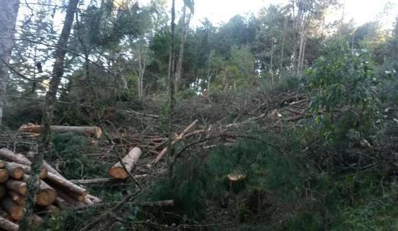 Estas fotos fueron tomadas por los ciudadanos que hicieron las denuncias sobre la tala en el entorno de Arví. FOTO Cortesía