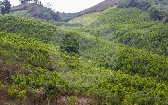 Cultivos de coca en el municipio de Briceño. FOTO JAIME PÉREZ MUNÉVAR