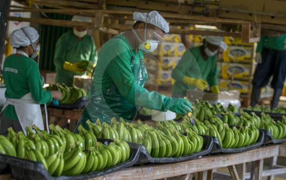 Los principales mercados de exportación del banano que se produce en el Urabá antioqueño son Bélgica y Reino Unido en la Unión Europea, y Estados Unidos. FOTO Juan Antonio Sánchez