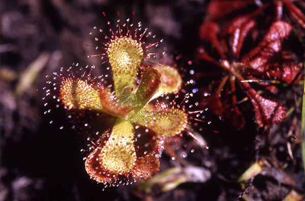 Planta insectivora (Drosera sessilifolia). FOTO Francisco Nieto Montaño. Banco de Imágenes Ambientales Instituto de Investigación de Recursos Biológicos Alexander von Humboldt 