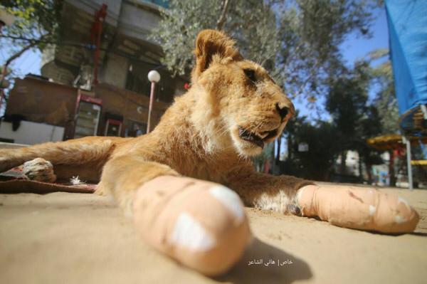 Leona amputada en zoológico de Palestina. FOTO @FOURPAWSUSA