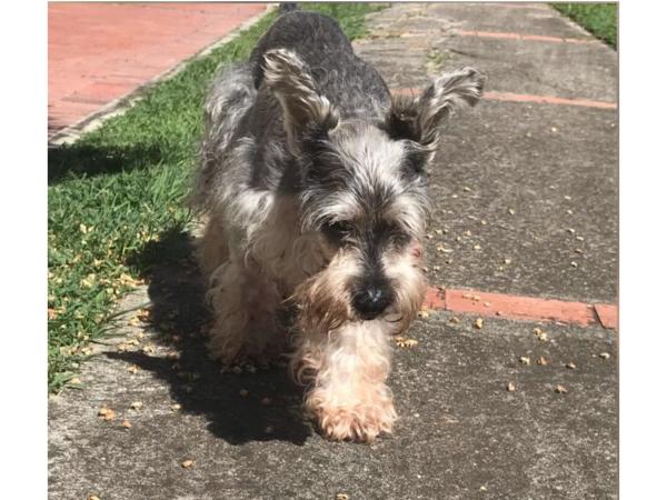 Cliford recibirá medicamento para la epilepsia de la que sufre. FOTO Twitter @TerryHurtado