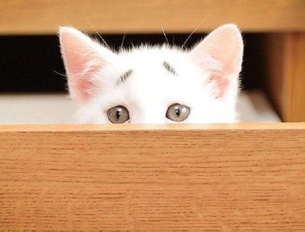 Gary apodado por sus dueños como “el Gatito Preocupado” es furor en las redes sociales y ya tiene hasta su propia página de Instagram. FOTO INSTAGRAM