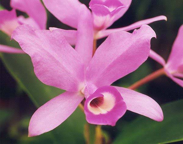 País: Costa Rica. Flor: Guaria morada (Guarianthe skinneri).