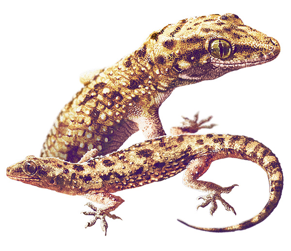 El gecko Hemydactylus angulatus,una de las especies exóticas trasplantadas. Foto I. Humboldt