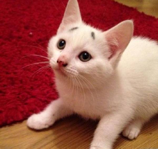 Gary apodado por sus dueños como “el Gatito Preocupado” es furor en las redes sociales y ya tiene hasta su propia página de Instagram. FOTO INSTAGRAM
