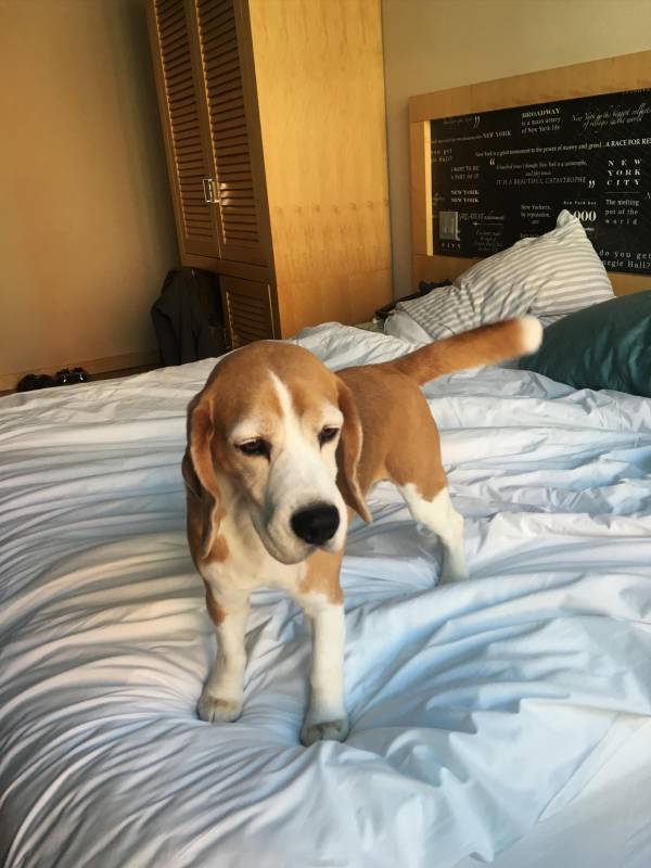 La competencia se desarrolla en Nueva York, en donde hay 600 perros alojados en un hotel como verdaderos clientes VIP. FOTO AP