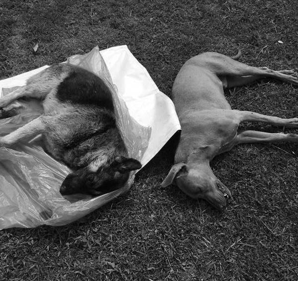 La imagen del pastor alemán y el weimaraner que acompañaron a Andrés Guerra Hoyos por varios años. FOTO @andresguerraho