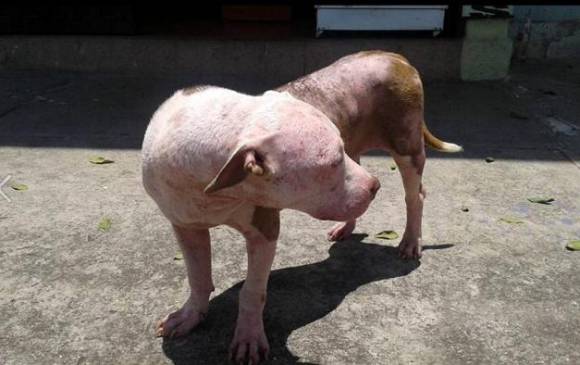 La sorprendente recuperación de perra quemada y maltratada en Santander