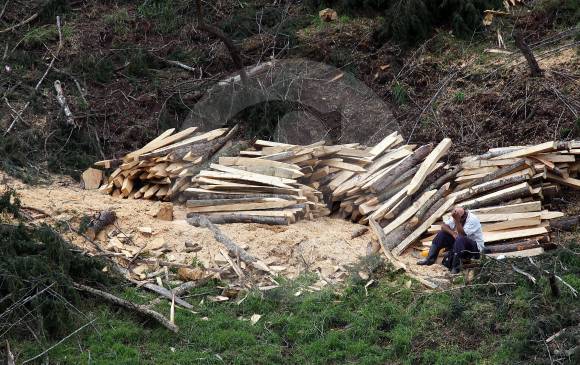 La tala de árboles deja bosques convertidos en peladeros. 