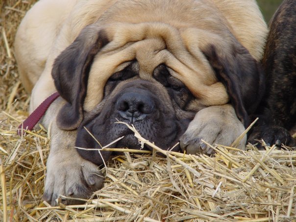 El perro de la familia que también fue hallado muerto. FOTO FACEBOOK
