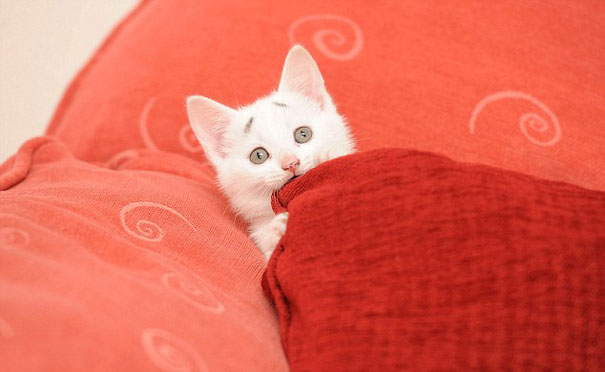 Gary apodado por sus dueños como “el Gatito Preocupado” es furor en las redes sociales y ya tiene hasta su propia página de Instagram. FOTO INSTAGRAM