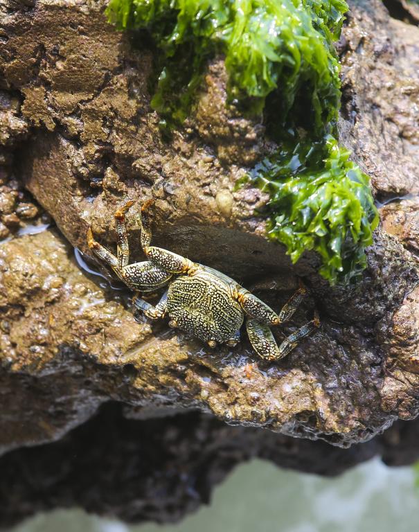 Cangrejos, los de estas imágenes son de Puerto Colombia, en Barranquilla. FOTOS: JUAN ANTONIO SÁNCHEZ