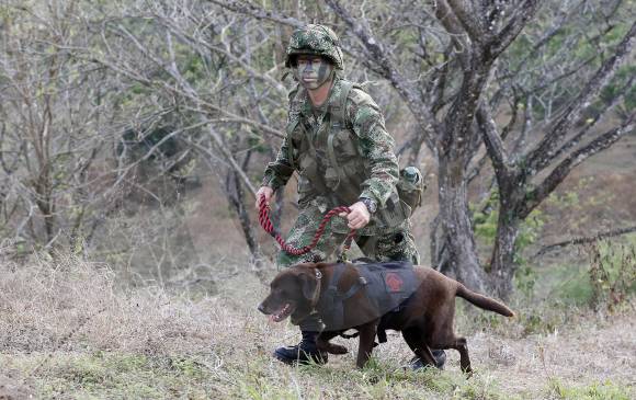Lassie hace parte de la Fuerza de Tarea Nudo de Paramillo del Ejército. FOTO donaldo zuluaga.