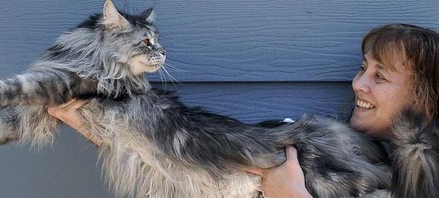 Murió el gato más largo del mundo |