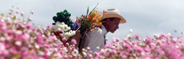 Silleteros tratarán de romper un récord Guinness en Nueva York | Archivo | Al finalizar la Feria de las Flores, los silleteros viajarán a la capital del mundo parar participar como invitados de honor en el Festival de las Flores de Nueva York, donde construirán un tapete de flores de aproximadamente 2.500 metros.
