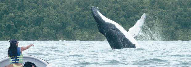 Ballenas yubarta empezaron a llegar al Pacífico colombiano | Archivo | Nuquí es uno de los lugares predilectos para avistar a los imponentes mamíferos.