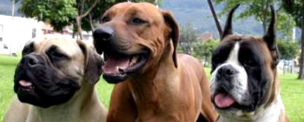 Facebook para perros | Cortesía | Una nueva aplicación para el iPhone proporciona información canina y también funciona como identificador del animal y como tarjeta sanitaria y del seguro.