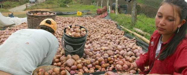 Cultivadores de papa | Archivo | El Plan de Prevención y Mitigación de los efectos del fenómeno de El Niño es una publicación elaborada por técnicos de Corpoica y el ICA.