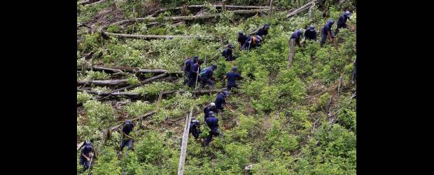 Cultivos de coca, los más bajos en 11 años | Archivo | La Unodc destacó la reducción de los cultivos de coca en 2009. El Gobierno se mantiene firme con la erradicación.
