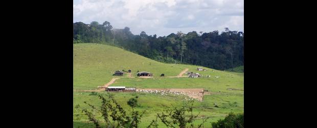 Bosques y mar demandan más atención del país | Cortesía | La Amazonia es deforestada para, como al resto del territorio, meterle ganado. Es uno de los temas en los que el país no gana la batalla. Este problema repercute en los estragos que causan las lluvias, lo que se evidencia en algunos ríos en Antioquia.