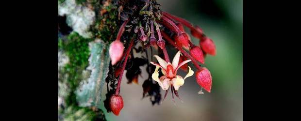 El genoma de la chocolatina | Cortesía | El cacao Criollo domesticado hace miles de años por los mayas es de mejor calidad que las variedades híbridas modernas.