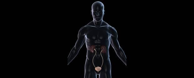 Un novedoso avance: crean uretra | Shutterstock | Con el desarrollo de uretras con las células del paciente, el beneficio será grande. En el procedimiento se implantan las células remplazando el pedazo defectuoso. Una vez en el cuerpo, comienza a formarse el tejido.