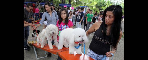 Un jardín para las mascotas | Manuel Saldarriaga | Malli Ramírez y Samantha aprovechan los obstáculos para entrenar a sus mascotas, en el Festival de la Esperanza Animal, que tuvo lugar ayer.