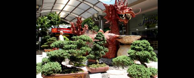 Sandiego, montaña oriental | Archivo | El centro comercial Sandiego vuelve con la Exposición de Bonsái, esta vez en su edición número 14. Para este año la temática serán los bosques tal y como son. Habrá más de 250 arbolitos.