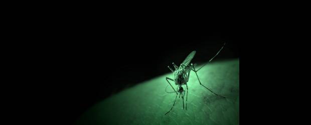 OPS espera vacuna antidengue para 2014 | Shutterstock | El mosquito transmisor habita zonas tropicales por debajo de los 1.800 metros de altura sobre el nivel del mar y se aloja en aguas limpias.