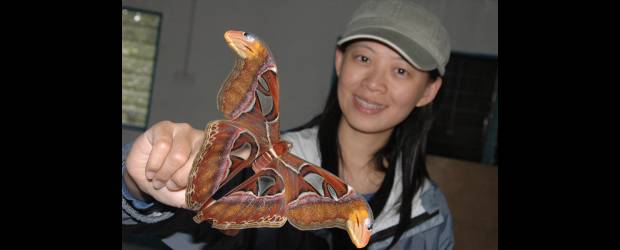 Organismos corren para no tostarse | Cortesía U. York | I-Ching Chen sostiene una de las mariposas nocturnas que ha ido ganando altura en el monte Kinabalu, en Borneo, en donde en promedio estas especies han trepado 67 metros.