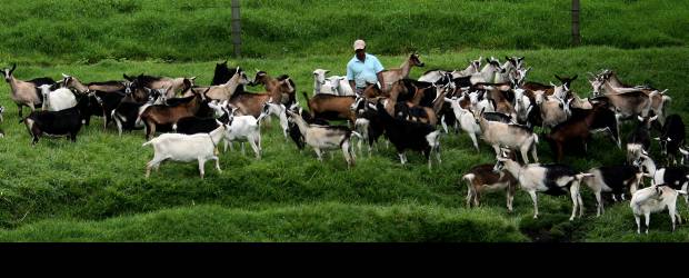 Quesos sanos y artesanales llegan del Oriente | Fotos Jaime Pérez | El 60% de la población mundial toma leche de cabra. La cabra es más ecológica, no daña los potreros ni erosiona las laderas por su bajo peso. Abona eficientemente las tierras con su caprinasa que es de un alto valor biológico.