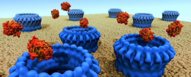 Pillan francotirador en nuestro propio cuerpo | Cortesía Mike Kuiper | En la imagen se ven anillos de perforina sobre una membrana celular, permitiendo el paso de las granzimas para aniquilar la célula maligna. El estudio fue publicado en Nature.