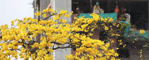El árbol amarillo volvió para decorar | Manuel Saldarriaga | Si bien los hay blancos y rosados, los guayacanes amarillos son los más llamativos durante su período de floración. Verlos es todo un canto a la vida.