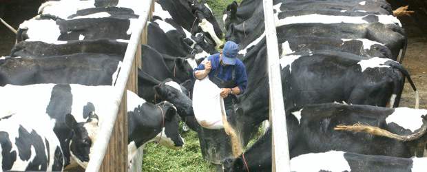 Ajuste de 1,10% al productor de leche | Archivo | Este año el precio al productor de leche ha aumentado en 5,54%.