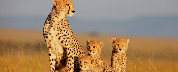 Felinos o el amor salvaje | Cortesía Image.net | En las profundidades del árido continente africano se abre un paraíso oculto donde reinan los felinos, cuya dedicación a sus familias es inquebrantable.