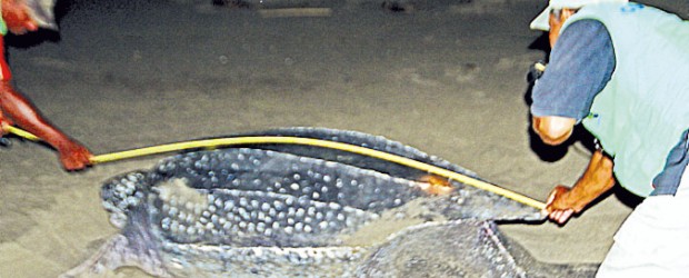 En Necoclí: tortugas vs. mapaches |