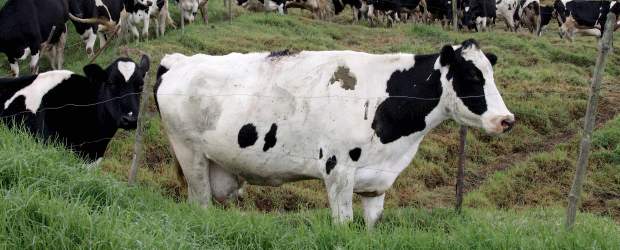 Daisy, la vaca modificada genéticamente que produce leche antialérgica | El desarrollo es un importante avance científico. Foto ilustrativa.