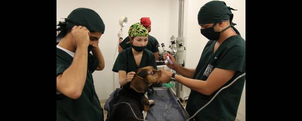 Un hospital para animales | Hernán Vanegas | La cirugía de cataratas es un procedimiento que también se realiza en felinos. Sin embargo, la mayoría de pacientes son perros. Cuando un animal comienza a sufrir esta patología, pierde la capacidad de enfocar las cosas. En la foto, el procedimiento realizado ayer, con el baset hound, Gringo.