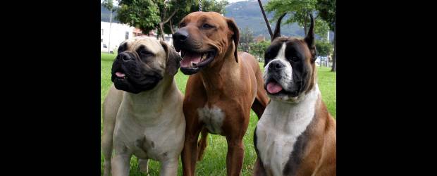 Las garrapatas pueden acabar con su perro | | Hoy en la ciudad es muy fácil que al perro se le peguen garrapatas, sea en la salida al parque, en una caminada diaria, en su relación con otros perros. Por eso es preciso mantener una vigilancia, sabiendo que el arácnido puede provocar enfermedades